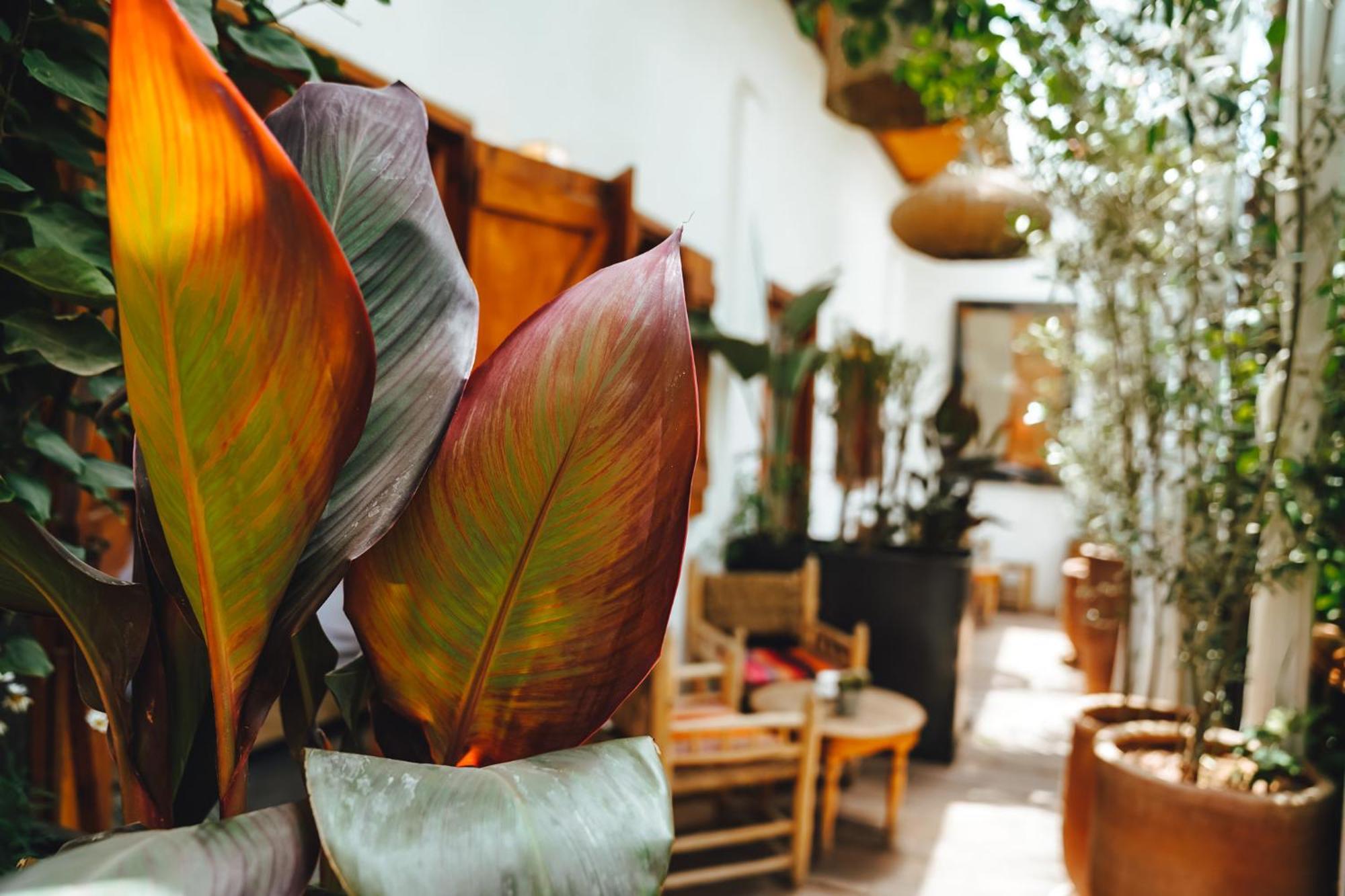 Hotel La Ferme Medina Marrakesz Zewnętrze zdjęcie